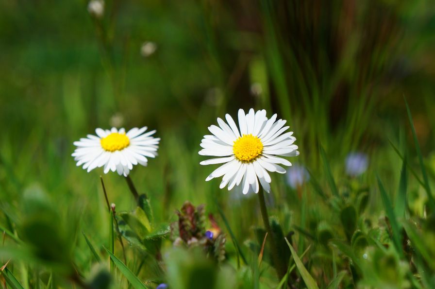 Daisies